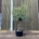 Tuscan Large Olive Tree - Gnalred Bonsai 10018