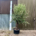 Tuscan XL Olive Tree - Gnarled Bonsai 10023