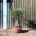 Tuscan Olive Tree - Gnarled Bonsai 10026