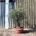 Tuscan Olive Tree - Gnarled Bonsai 10027