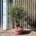 Tuscan Olive Tree - Gnarled Bonsai 10028