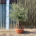 Tuscan Olive Tree - Gnarled Bonsai 10030