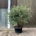 Tuscan XL Olive Tree - Gnarled Bonsai 10033