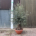 Tuscan XL Olive Tree - Gnarled Bonsai 10035