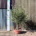 Tuscan Olive Tree - Gnarled Bonsai 10036