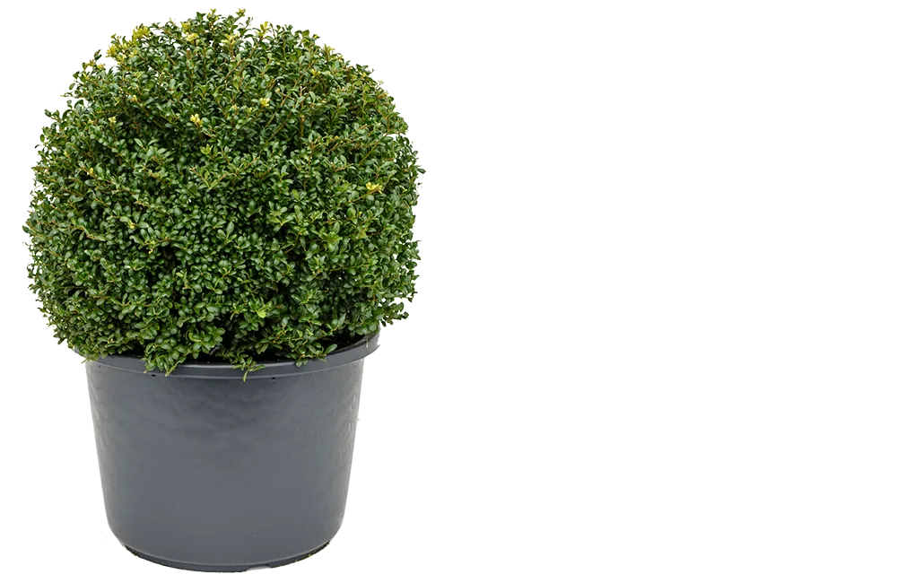 Crenata Ball