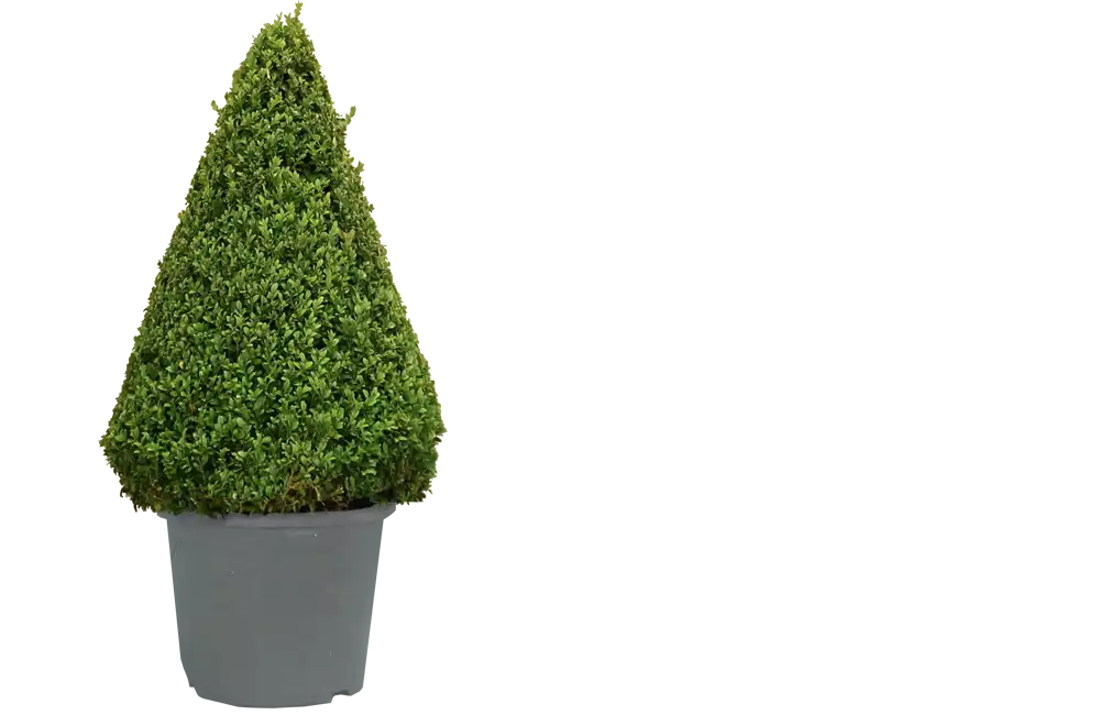 Crenata Cone