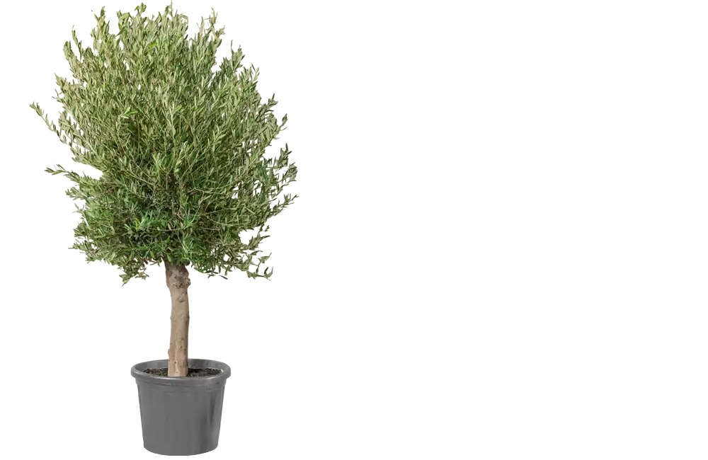 Large Olive